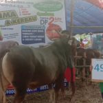 SAPI QURBAN 2019 No Sapi : 49