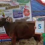 SAPI QURBAN 2019 No Sapi : 5