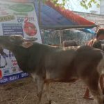 SAPI QURBAN 2019 No Sapi : 50