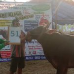 SAPI QURBAN 2019 No Sapi : 51