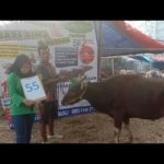 SAPI QURBAN 2019 No Sapi : 55