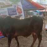 SAPI QURBAN 2019 No Sapi : 48