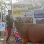 SAPI QURBAN 2019 No Sapi : 56