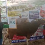 SAPI QURBAN 2019 No Sapi : 58