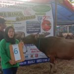 SAPI QURBAN 2019 No Sapi : 6