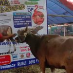 SAPI QURBAN 2019 No Sapi : 6