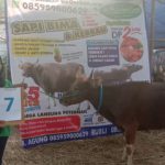 SAPI QURBAN 2019 No Sapi : 7