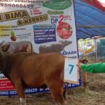 SAPI QURBAN 2019 No Sapi : 7