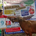 SAPI QURBAN 2019 No Sapi : 9