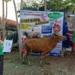 SAPI QURBAN 2020 No: 14