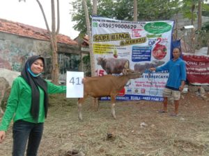 SAPI QURBAN 2020 No Sapi : 41