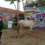 SAPI QURBAN 2020 No Sapi : 44