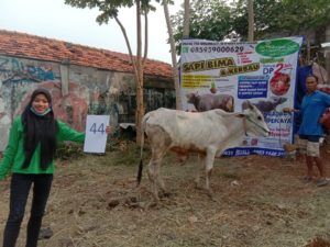 SAPI QURBAN 2020 No Sapi : 44