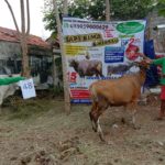 SAPI QURBAN 2020 No Sapi : 48