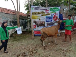 SAPI QURBAN 2020 No Sapi : 48