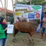 SAPI QURBAN 2020 No: 7