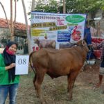 SAPI QURBAN 2020 No: 8