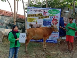 SAPI QURBAN 2020 No: 9