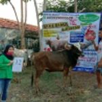 SAPI QURBAN 2020 No: 12