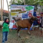 SAPI QURBAN 2020 No: 13