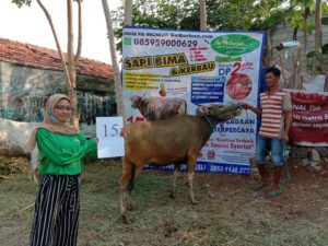 SAPI QURBAN 2020 No: 15