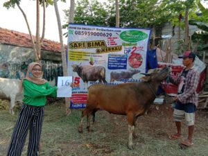 SAPI QURBAN 2020 No: 16