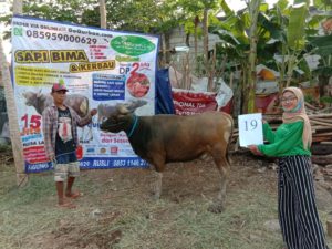 SAPI QURBAN 2020 No: 19