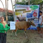 SAPI QURBAN 2020 No Sapi :25