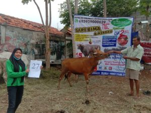 SAPI QURBAN 2020 No Sapi : 27