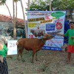 SAPI QURBAN 2020 No Sapi : 28