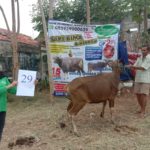 SAPI QURBAN 2020 No Sapi : 29