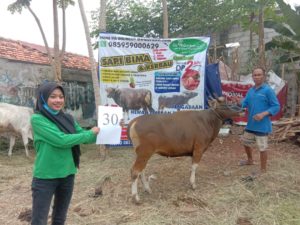 SAPI QURBAN 2020 No Sapi : 30