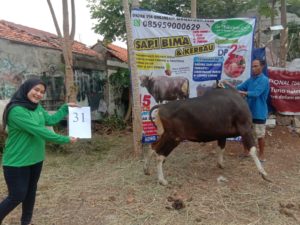 SAPI QURBAN 2020 No Sapi : 31