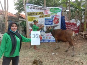 SAPI QURBAN 2020 No Sapi : 36