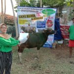 SAPI QURBAN 2020 No Sapi :40