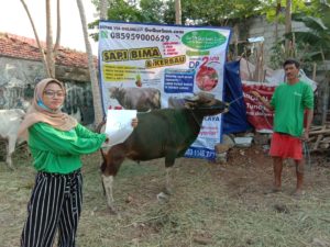 SAPI QURBAN 2020 No Sapi :40