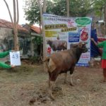 SAPI QURBAN 2020 No Sapi : 43