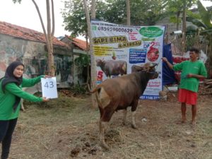 SAPI QURBAN 2020 No Sapi : 43