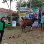 SAPI QURBAN 2020 No Sapi : 45