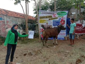 SAPI QURBAN 2020 No Sapi : 45