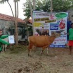 SAPI QURBAN 2020 No Sapi : 46