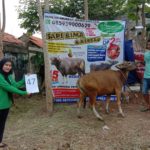 SAPI QURBAN 2020 No Sapi : 47