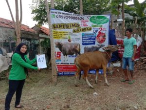 SAPI QURBAN 2020 No Sapi : 47