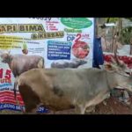 SAPI QURBAN 2020 No: 10