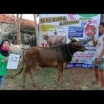 SAPI QURBAN 2020 No: 12