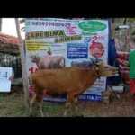 SAPI QURBAN 2020 No: 14