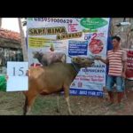 SAPI QURBAN 2020 No: 15