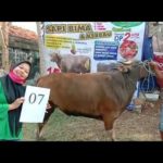 SAPI QURBAN 2020 No: 7