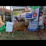 SAPI QURBAN 2020 No Sapi :25