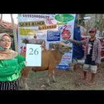 SAPI QURBAN 2020 No Sapi :26